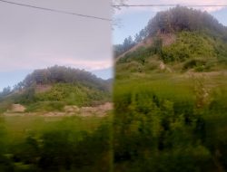 Gagalnya Rehabilitasi Lingkungan PETI Pohuwato, Tak Satu pun Pohon yang Berhasil Tumbuh.