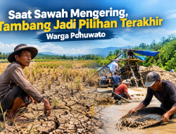 Saat Sawah Mengering, Tambang Jadi Pilihan Terakhir Warga Pohuwato